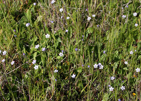 Los Angeles Gilia, Gilia angelensis
